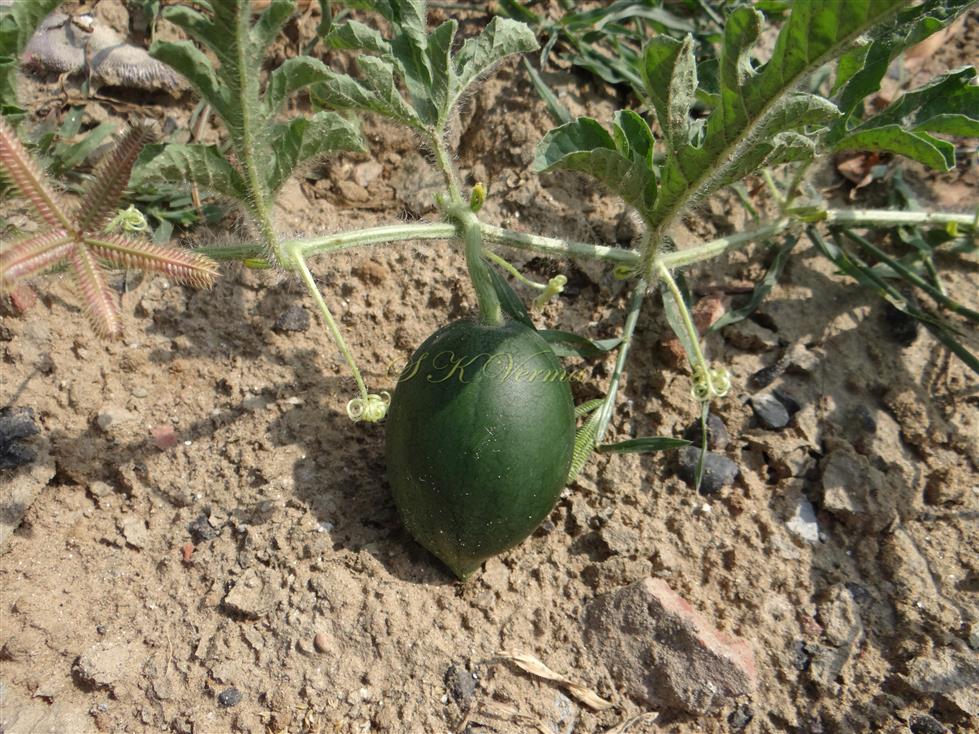   Fruit